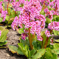 Obraz premium Pink Blossoming Frankincense Flower, Bergenia Crassifolia Closeup