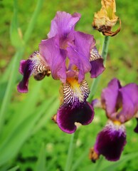 purple orchid in the garden