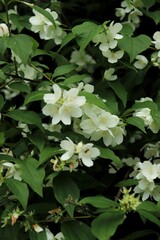 flowers in the garden