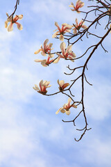 Blooming magnolia flowers in the blue sky