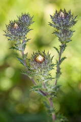 Macrophotographie de fleur sauvage - Carline commune - Carlina vulgaris