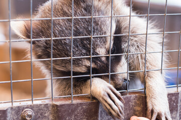 A raccoon in a contact zoo behind a metal fence. Petting zoo.