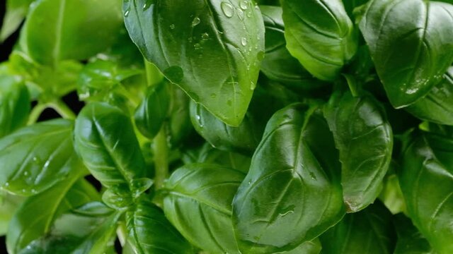 fresh basil on black background