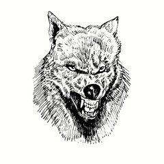 Wolf growling muzzle front view. Ink black and white doodle drawing in woodcut style.