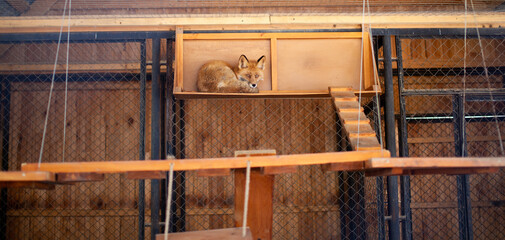 A wild red fox lies in a cage in the zoo. Lesa has a beautiful, warm and red fur. 