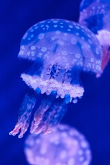Jellyfish with spotted pattern surrounded by other jellyfish in blue water, diving, beautiful sea dweller floating underwater, nature wildlife, selective focus 