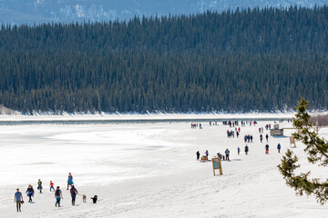 Swan Haven outside of Whitehorse seen at peak swan migration season with hundreds of bird watchers...