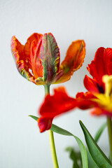 Red parrot tulips bouquet close up