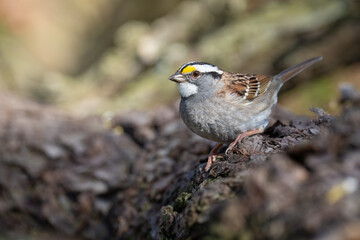Fototapeta premium A White-throated sparrow perches on a log while foraging for a meal at Ashbridges Bay Park in Toronto, Ontario.