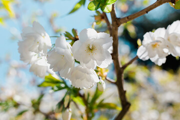 White blossoms on a wild cherry tree