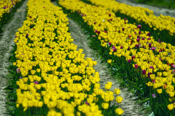 Flower rows of yellow tulips close-up, selective focus