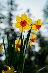 Obraz premium Daffodils backlit in the morning