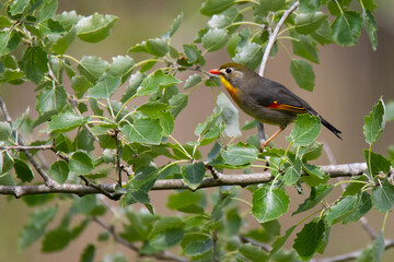 Leiothrix lutea  Japanese nightingale on the tree branch