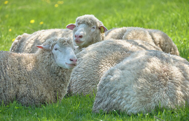 木陰で休む羊たち（Sheep resting in the shade of a tree）
