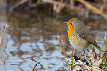 small robin bird near the lake