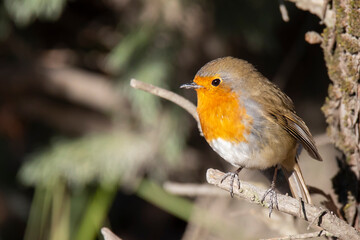 small robin bird on the tree branch
