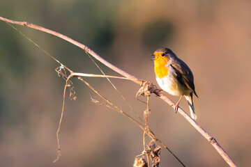 small robin bird on the tree branch
