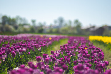 Selective focus shot of a purple tulip with a blurred background