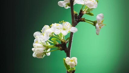 Time Lapse of Flowering Apple Tree Flowers on Green Background. Fruit Tree Spring Flowers Opening. Blooming Apple Branch Backdrop 4K UHD Video