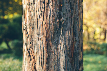 tree bark background texture with sunset light