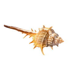 Isolated seashell conch on white background