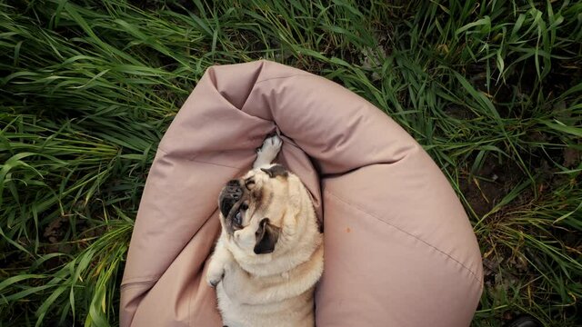 Funny pug dog lies with in the field on bag chair, playing in nature