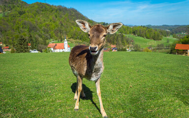 Closeup of deer on the green field.