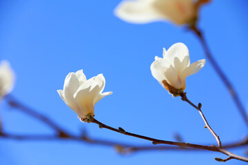 magnolia micro photos of flowers