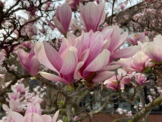 pink and white flowers