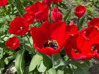 red and yellow tulips