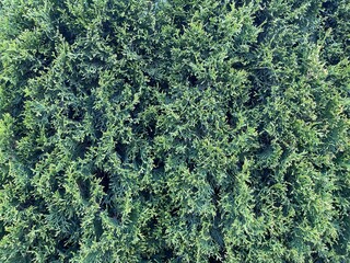texture of green leaves