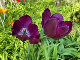 purple and yellow tulips