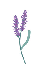 aromatic lavender branch flowers