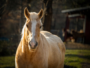 Horse in the Sunlight