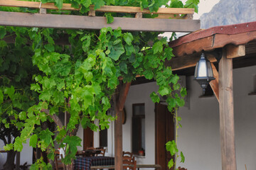 vine leaves wrapped around wooden poles in the inner courtyard of the summer villa