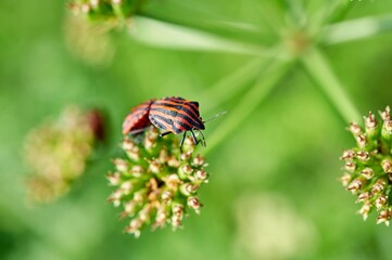 ladybird on a branch