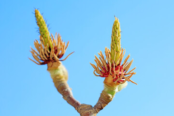 Magnolia ecological macro photo, North China