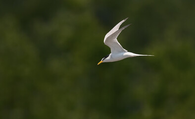 Obraz premium Little Tern in Flight (コアジサシの飛行)