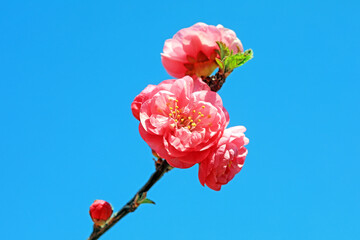 Macro photo of the flower ecology of Prunus mume, North China