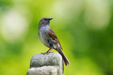 Dunnock on a stone in front of blurred green background looking backwards