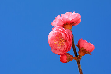 Obraz premium Macro photo of the flower ecology of Prunus mume, North China