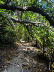 Fototapeta premium Path of trees