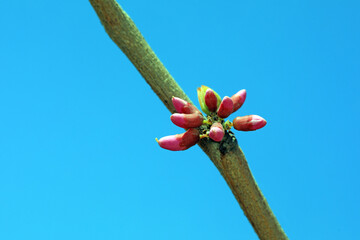 Beautiful purple flowers in nature, North China