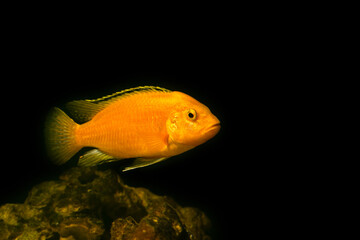 Aquarium fish on a dark background. Electric Yellow Afican Cichlid fish - Labidochromis caeruleus