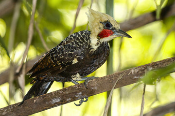 red headed woodpecker