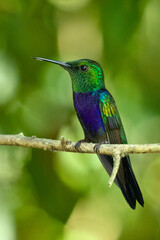 bee eater bird