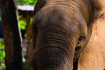Portrait serré d'éléphant