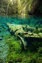 tropical coral reef