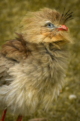 close up of a hen