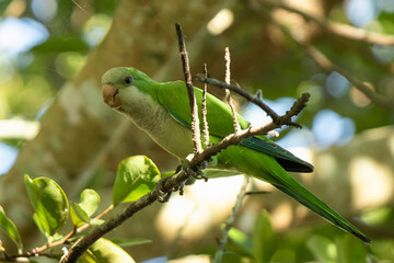 green praying mantis